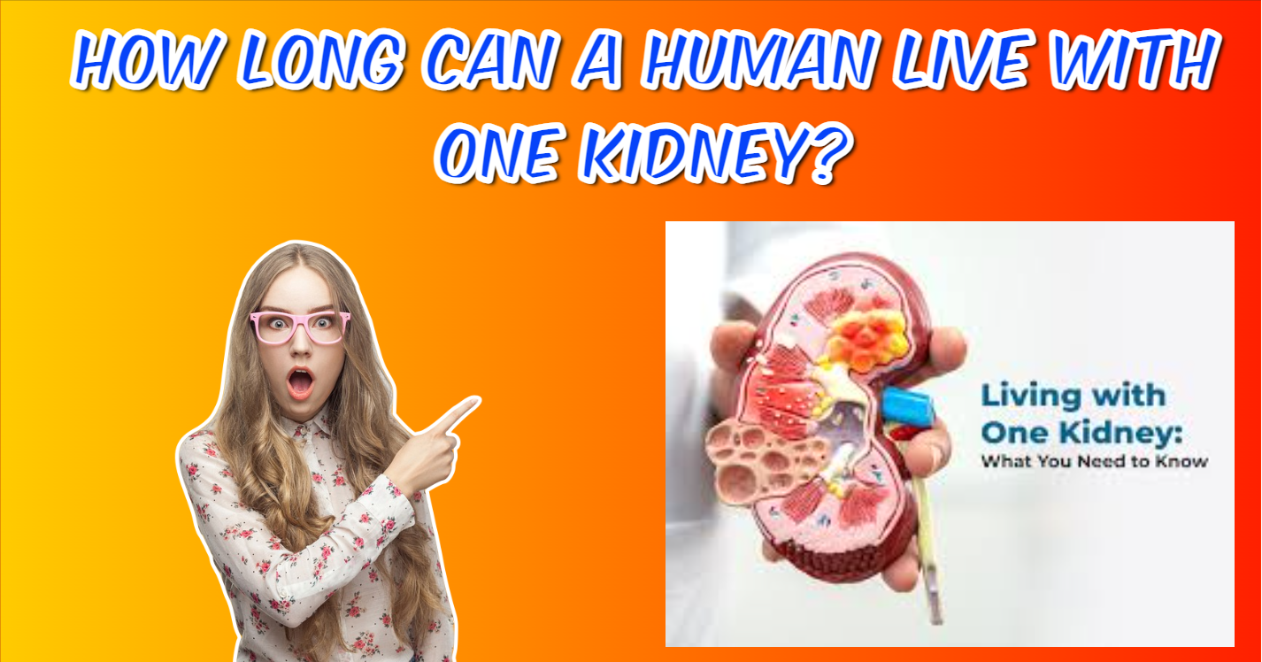 How Long Can a Human Live with One Kidney