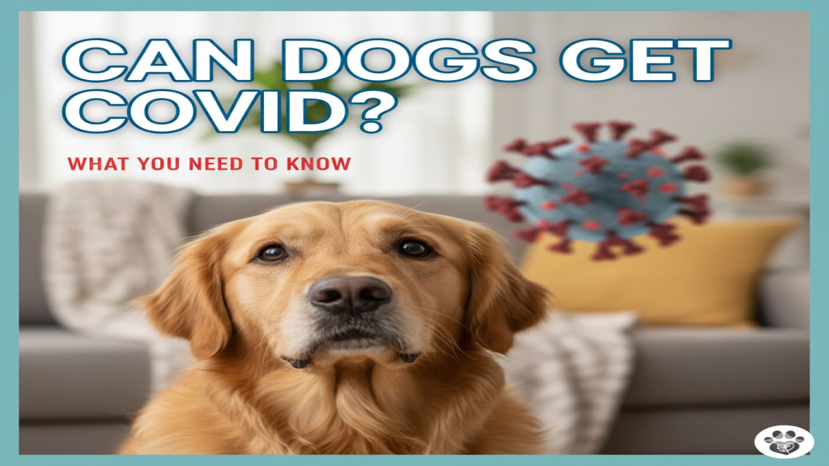 can dogs get covid
