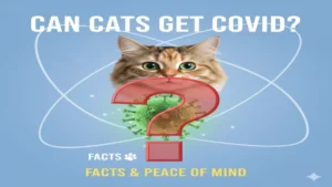 can cats get covid